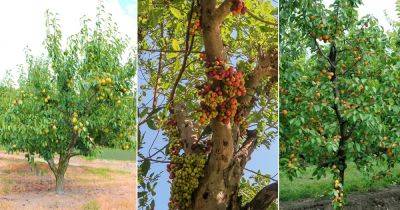 10 Best Zone 7 Fruit Trees - balconygardenweb.com - Usa