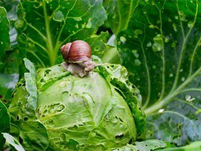 Can You Eat Damaged Garden Vegetables? - gardeningknowhow.com