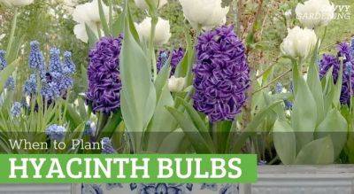 When to Plant Hyacinth Bulbs: Advice on Timing and Planting - savvygardening.com