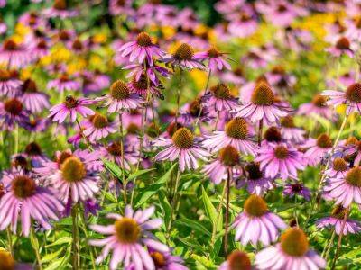 Upper Midwest Plants That Thrive In Northern Gardens - gardeningknowhow.com - state Kentucky - state Michigan - state Minnesota - state Wisconsin - state Iowa