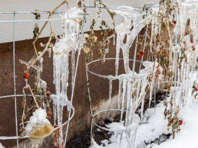 Can Tomatoes Survive Frost? - gardeningknowhow.com - Usa