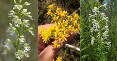 5 Endangered Flowers in Michigan - balconygardenweb.com - state Michigan - county Lake