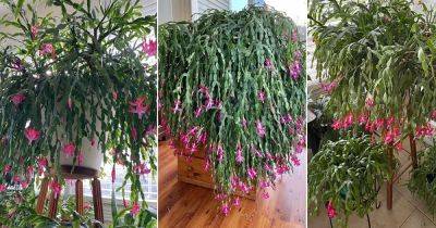 8 Unusual Tricks to Grow a Big, Bold, and Bushier Christmas Cactus - balconygardenweb.com