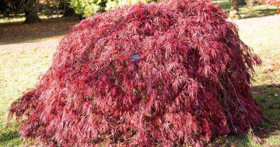 Tips for Growing ‘Crimson Queen’ Japanese Maple Trees - gardenerspath.com - Usa - Japan