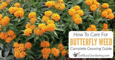 How To Care For Butterfly Weed (Asclepias tuberosa) - getbusygardening.com - Usa