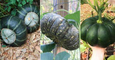 11 Best Types of Green Pumpkin Varieties - balconygardenweb.com - Usa - Japan - Australia - Thailand
