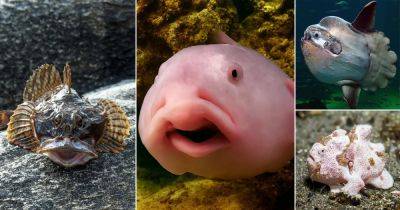 20 Ugly Fish | Ugliest Fishes in the World - balconygardenweb.com - India - Australia - county Pacific
