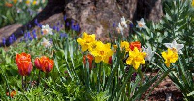 Eight things you need to know about growing spring bulbs - gardenersworld.com