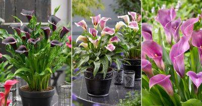 5 Rare White and Purple Calla Lily Varieties for Your Garden - balconygardenweb.com - South Africa