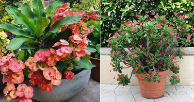 Crown of Thorns Plant Meaning and Symbolism - balconygardenweb.com