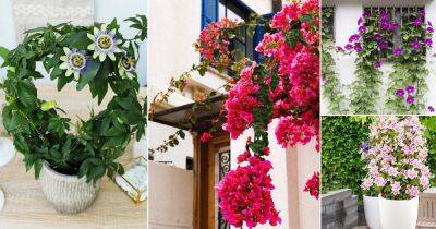 11 Flowering Vines that are Also a Term of Endearment - balconygardenweb.com