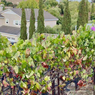 How to Grow Grapes for Your Own Backyard Vineyard - finegardening.com - county Valley