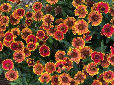 14 Fall-Blooming Perennials That Will Add Color To Your Autumn Garden - southernliving.com