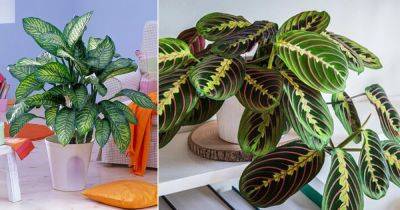 11 Most Effective CO2 Absorbing Houseplants Proven by Science - balconygardenweb.com - Thailand - Malaysia - city Sansevieria