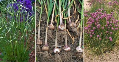Garlic Growing Stages in Details - balconygardenweb.com