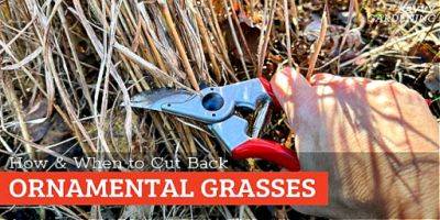 When to Cut Back Ornamental Grasses: A Complete How-to Guide - savvygardening.com