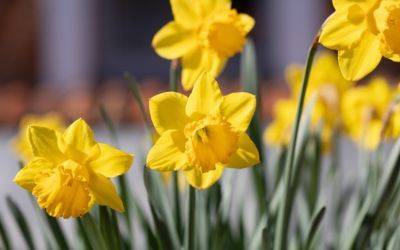 When Is It Too Late to Plant Daffodils? - jparkers.co.uk