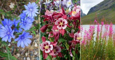 12 Best Polish Flowers for the Garden - balconygardenweb.com - Poland