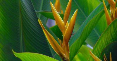 How to Grow and Care for Heliconia - gardenersworld.com - Britain - Peru