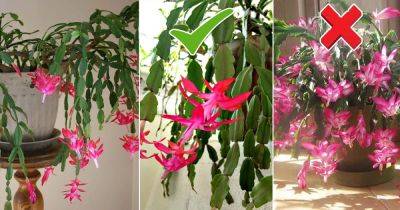 How to Identify a Real Christmas Cactus from a Fake One - balconygardenweb.com