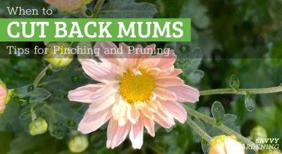 When to Cut Back Mums: Tips for Pinching and Timing Pruning - savvygardening.com