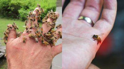 What Does it Mean When a Bee Lands on You? - balconygardenweb.com