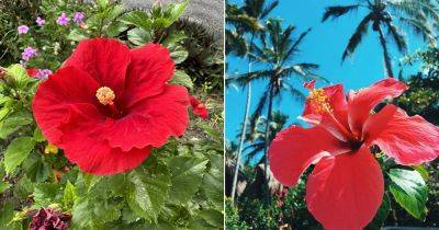 Puerto Rico National Flower: Facts, Information and Growing Tips - balconygardenweb.com