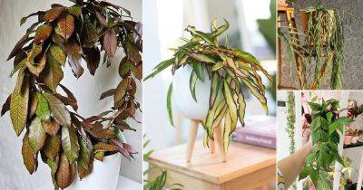16 Rare and Exotic Hoya Varieties - balconygardenweb.com