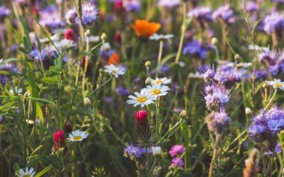 ​Flower Seeds to Sow in Autumn - jparkers.co.uk - Mexico
