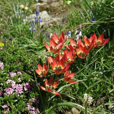 Bulbs Worth Planting - finegardening.com - state Indiana
