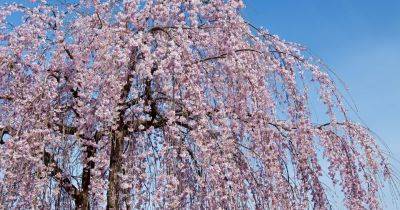 How to Grow Weeping Cherry Tree - gardenersworld.com