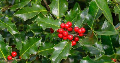 How to Grow and Care for Holly - gardenerspath.com