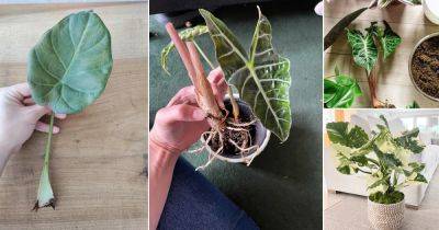 Propagating Elephant Ear Plant: 4 Best Ways - balconygardenweb.com