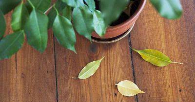 Why Is My Ficus Dropping Leaves? - gardenerspath.com
