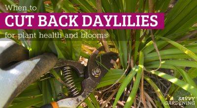 When to Cut Back Daylilies: 3 Times to Trim Your Plants - savvygardening.com