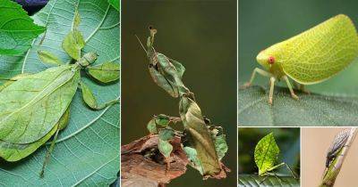 13 Green Bugs that Look Like Leaves - balconygardenweb.com