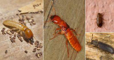 8 Bugs That Look Like Termites - balconygardenweb.com