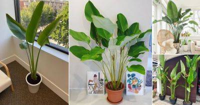 12 Indoor Plants That Look Like A Banana Tree - balconygardenweb.com - Bolivia