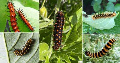 32 Orange and Black Caterpillars - balconygardenweb.com