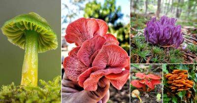 23 Mushrooms that Look Like Flowers - balconygardenweb.com