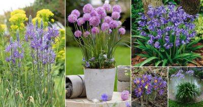 17 Stunning Purple Bulb Flowers - balconygardenweb.com