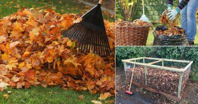How to Make Leaf Mold from Fallen Leaves - balconygardenweb.com