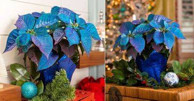 Are Blue Poinsettias Real | Blue Poinsettia Varieties - balconygardenweb.com