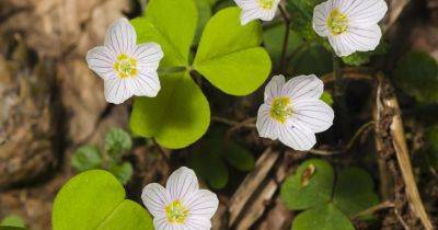 How to Grow Wood Sorrel - gardenersworld.com - Britain - Greece