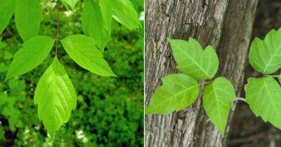 Box Elder vs. Poison Ivy: All the Differences - balconygardenweb.com