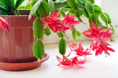 How To Make A Christmas Cactus Bloom, According To An Expert - southernliving.com - Brazil - state Oklahoma