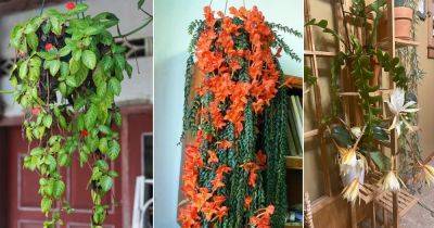 12 Best Indoor Flowering Vines - balconygardenweb.com