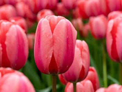 Tulip Experts Reveal The Top 7 Planting Mistakes Gardeners Make - gardeningknowhow.com - Netherlands