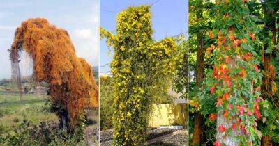 11 Vines that Kill Trees | Killer Vines - balconygardenweb.com - Britain