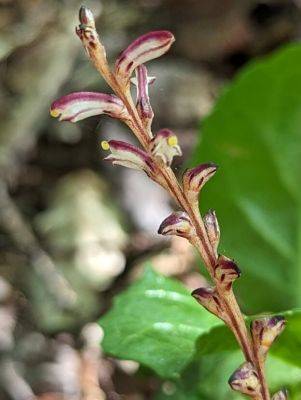 Beechdrops - hgic.clemson.edu - Usa - state South Carolina - county Garden